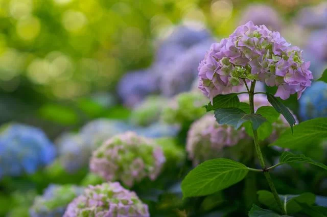 Изображение Heidelbergerin с сайта Pixabay Гортензия парк