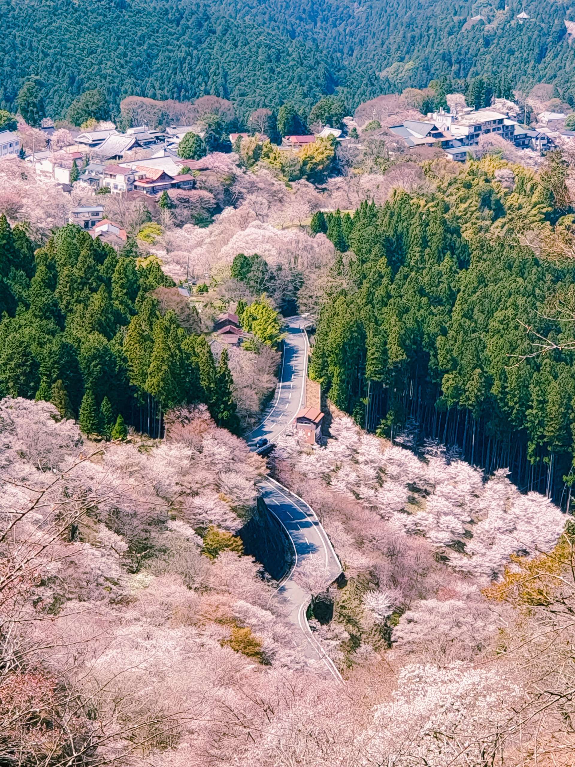 Сакура Sakura